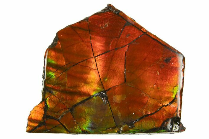 Iridescent Ammolite (Fossil Ammonite Shell) - Rainbow Colored #310348